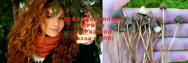 гашик Аркадак